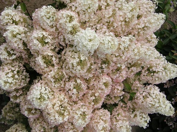 Hydrangea paniculata Bobo® PW