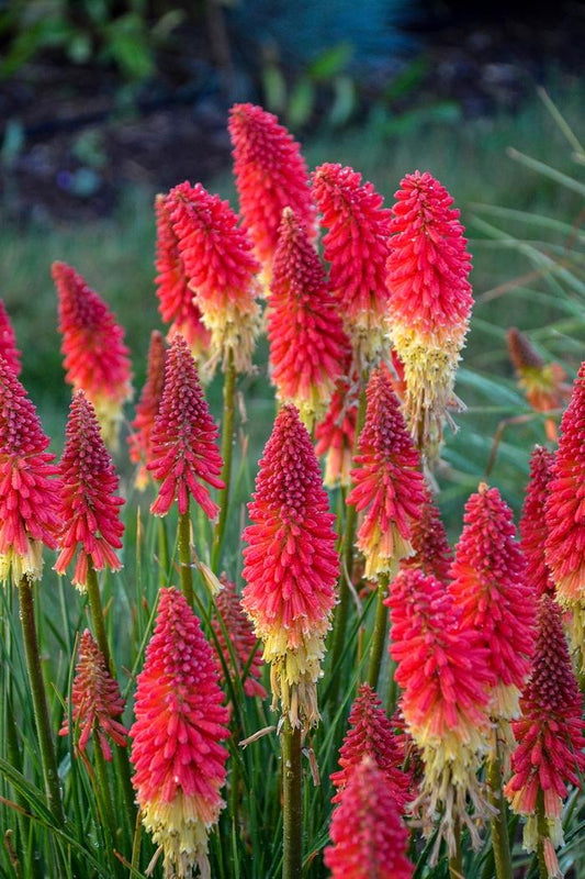 Kniphofia Pyromania™ Rockets Red Glare Red Hot Poker