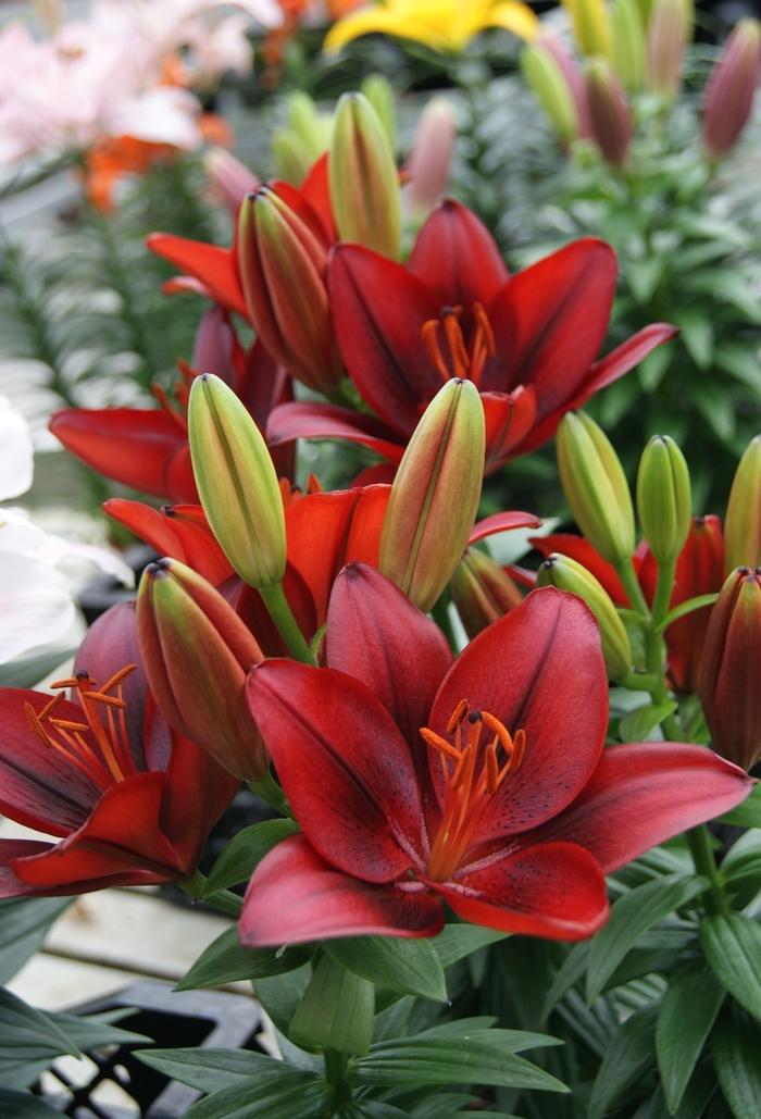 Lilium Asiatic Tiny Rocket Lily