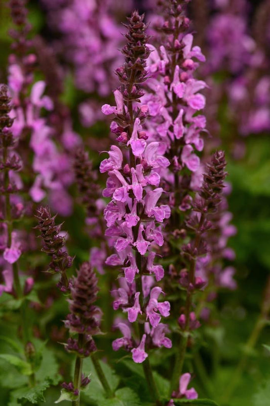 Salvia nemorosa Rose MarvelMeadow Sage