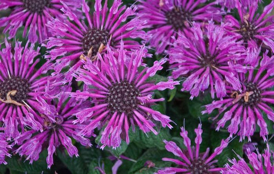 Monarda Leading Lady Plum Bee Balm