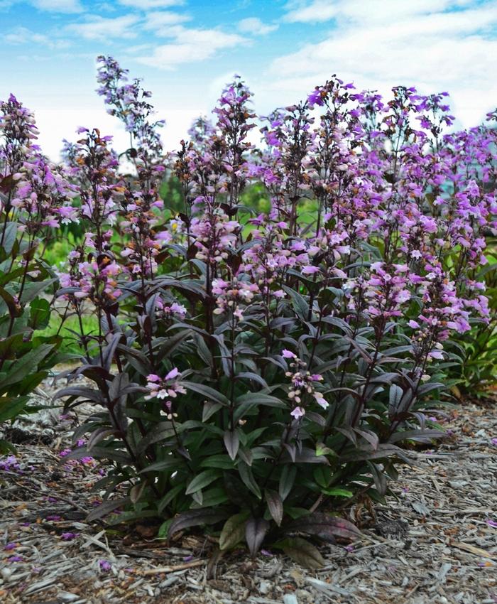 Penstemon digitalis Dark Towers Penstemon