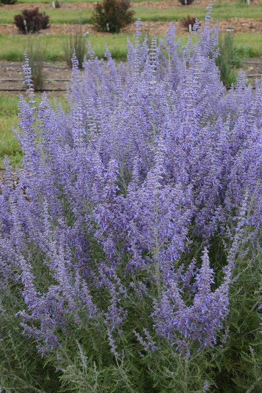 Perovskia atriplicifolia Denim n Lace PW Russian Sage