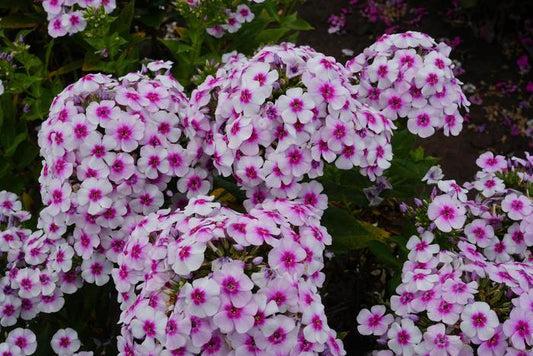 Phlox paniculata Ka-Pow White Bicolor Phlox