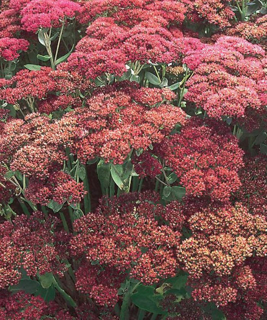 Sedum spectabile Autumn Joy Stonecrop