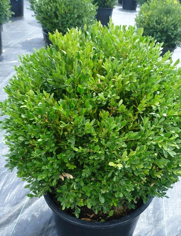 Buxus Green Gem 30cm