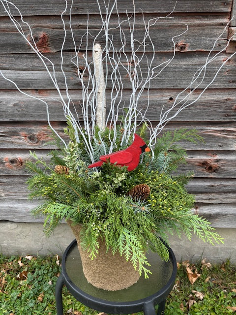 Cardinal in the Birches Container/Urn