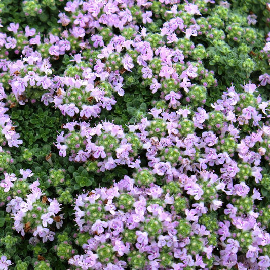 Thymus serpyllum 'Elfin'